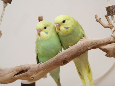 Zwei Brüder ein Sitzplatz